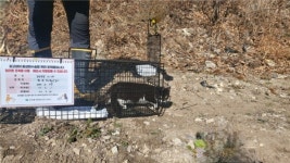 고성군 길고양이 무료 중성화(TNR) 사업 시행