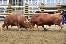 토요상설 진주 소싸움경기장 시즌 경기 돌입