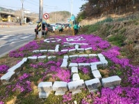 진주 명석면 새마을협의회 싱그러운 봄맞이 꽃길 조성