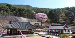 포토-지리산 벽송사와 산벚꽃