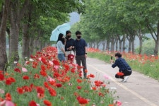 의령 화정 국내 최장 3km 양귀비 꽃길 로드 눈길