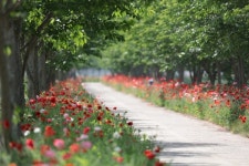 의령 화정면 나루마을 양귀비 축제 오픈