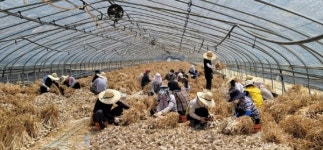 합천군 적중면 주민복지과 일손돕기 나서