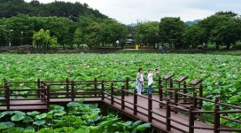 진주 강주연못 연꽃 활짝