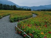 거창군 가조온천관광지 백일홍 꽃물결 장관