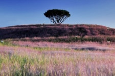 합천읍 신소양체육공원 물들인 핑크뮬리