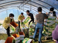 밀양 내일동 농촌 일손돕기 실시