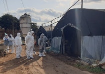 하동 육용오리 농장 고병원성 AI 확진