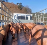 경남도 축산연구소 분양돼지 농가 만족도 우수