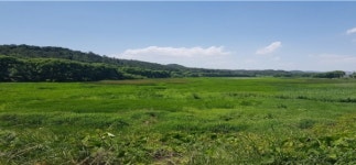 함안 대평-질날늪 자연으로 돌아가다