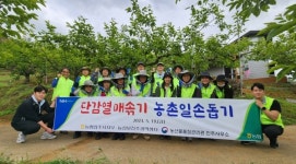 농협 진주시지부 단감 열매 솎기 일손돕기