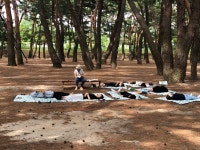 하동송림 숲 생태해설 프로그램 시작