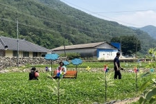 사천시 가곡마을 제1회 클로버 축제 개최