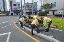 밀양 내이동 가을 맞아 국화향기 가득한 거리조성