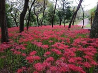 고성군 제1회 남산공원 꽃무릇 축제 개최