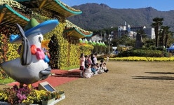 국화 꽃 만개… 거제시농업개발원으로 오세요
