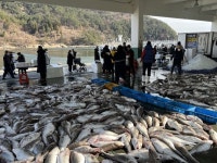 제16회 거제대구수산물축제 외포항서 개최