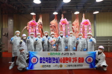 합천 한 농장에서 슈퍼한우 3마리 동시 출하