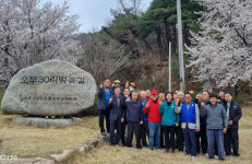 산청 오부면 30리 벚꽃길에서 봄 정취 만끽하세요