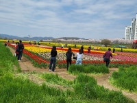 제19회 창녕낙동강유채축제 성황리에 마쳐