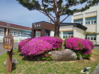 포토-합천 초계면사무소에 핀 연산홍