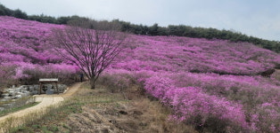 창녕 화왕산서 만발한 진달래에 빠져 들다