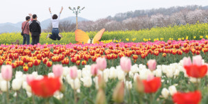 창녕낙동강유채축제 관람객 130만명 대박