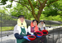 제철 맞은 뽕나무 오디 본격 출하