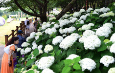 월아산 숲속의 진주 수국축제