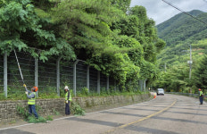 산청 시천면 도로변 잡목제거 실시