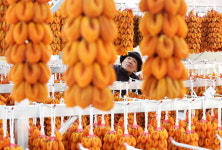 지리산 함양 명품 곶감, 초매식 갖고 본격 출하
