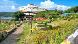 통영시 한산면 대고포 마을 유채꽃 피는 꽃동산으로 변신