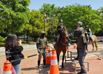함안 승마공원 봄날의 추억을 말(馬)과 함께!