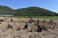 합천 청덕면-환경위생과 농촌일손돕기 구슬땀