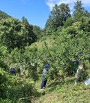 통영준법지원센터 농촌 일손 돕기 나서