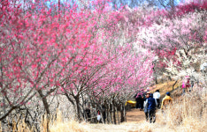 포토-매화 향기에 취하다…진주 매화숲 봄 산책