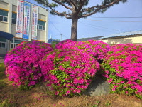 포토-합천 초계면사무소, 연산홍 만개로 봄 향기 가득