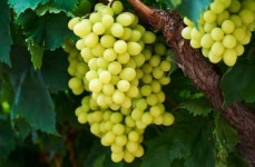 [리얼푸드]색다른 청포도가 온다…호주에서 온 ‘금빛 청포도’