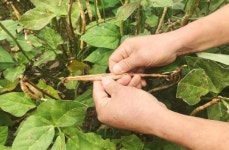 [리얼푸드][영광모싯잎송편①]송편 하나가 영광을 어떻게 바꿨나?