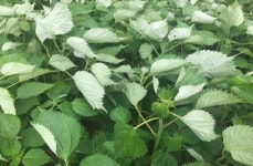 [리얼푸드][영광모싯잎송편①]송편 하나가 영광을 어떻게 바꿨나?