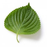 [리얼푸드]‘꽃가루 알레르기에 좋은 한국산 깻잎’ 일본 기능성식품 제도 등록