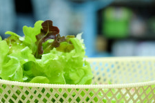 [리얼푸드] 9월엔 베란다 농부…천연 살충제도 직접 만든다