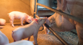 한돈이 전하는 ‘교감’…돼지사진 콘테스트 수상작들