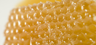 [알고먹자] 꿀벌이 만든 천연항생제, 프로폴리스