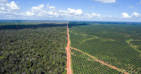 열대림 파괴한 포스코대우, ABP로부터 투자철회