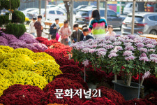 [MJ포토] 양재 꽃시장에 조성된 국화꽃길