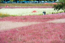 변치 않는 사랑이 피워낸 꽃...나리농원, 천일홍 축제