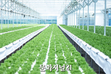 [가봤다] 샐러디, 신선한 채소의 비밀…진안고원 샐러디팜