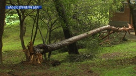 안면송도 태풍에 속수무책으로 당해