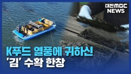 K-푸드 중심 김..서해 천수만서 수확 한창/데스크